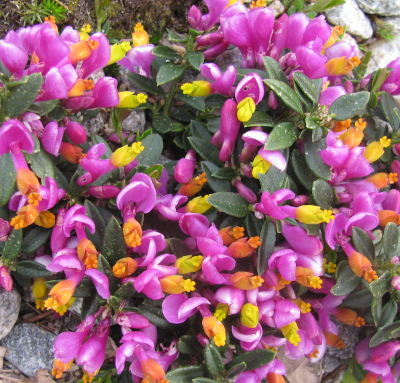 Polygaloides chamaebuxus 'Grandiflora'